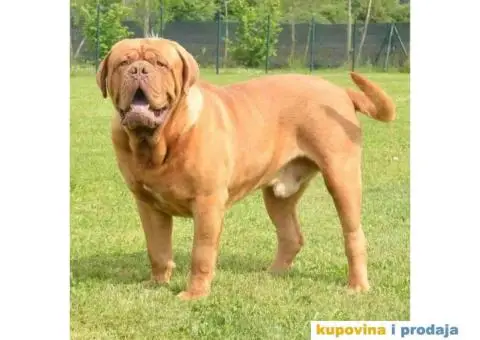 Stenci Bordoska doge vrhunske krvne linije - 8/10