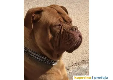 Stenci Bordoska doge vrhunske krvne linije - 9/10