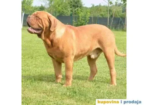 Stenci Bordoska doge vrhunske krvne linije - 10/10