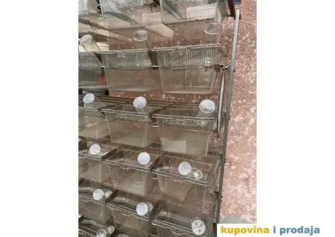 POLICA I OPREMA ZA ODGAJANJE GLODARA, REPTILA I OSTALIH MALIH ZIVOTINJA. - 1/7