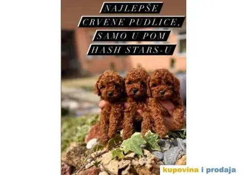 Stenci vrhunskih ToY pudlica - 1/5