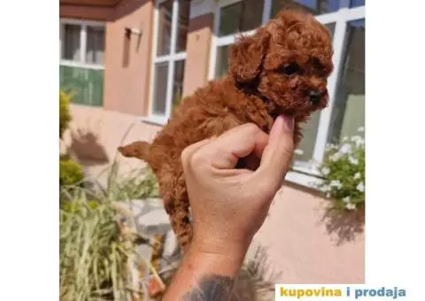 Stenci vrhunskih ToY pudlica - 2/5