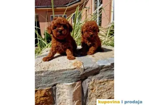 Stenci vrhunskih ToY pudlica - 3/5