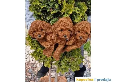 Stenci vrhunskih ToY pudlica - 4/5