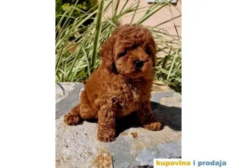 Stenci vrhunskih ToY pudlica - 5/5