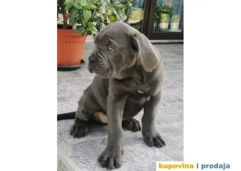 Cane Corso Kane Korso štenci PREPORUKA - 1/9