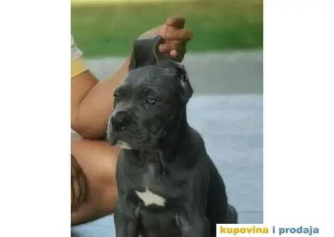 Cane Corso Kane Korso štenci PREPORUKA - 2/9