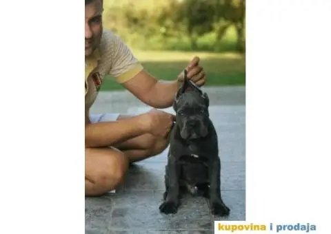 Cane Corso Kane Korso štenci PREPORUKA - 3/9