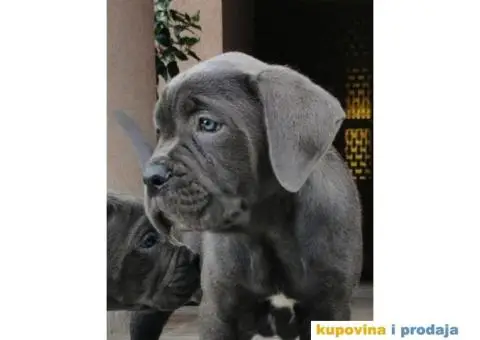 Cane Corso Kane Korso štenci PREPORUKA - 4/9