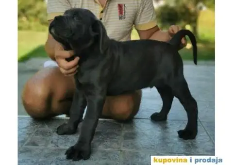 Cane Corso Kane Korso štenci PREPORUKA - 5/9