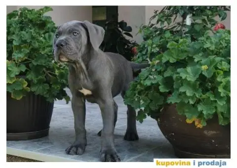 Cane Corso Kane Korso štenci PREPORUKA - 6/9