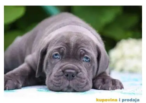 Cane Corso Kane Korso štenci PREPORUKA - 7/9