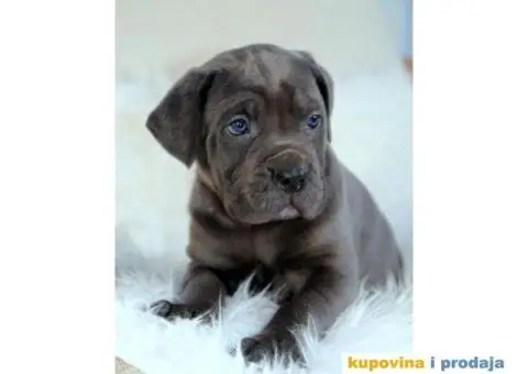 Cane Corso Kane Korso štenci PREPORUKA - 8/9