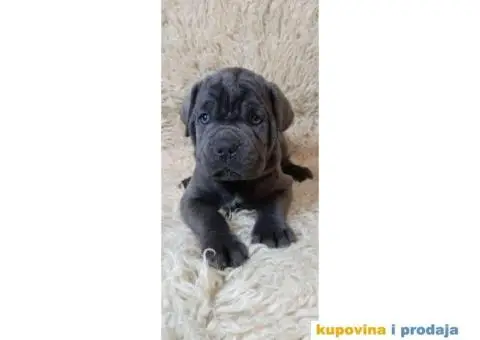 Cane Corso Kane Korso štenci PREPORUKA - 9/9