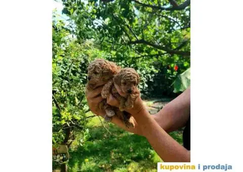 Toy i mini Pudle štenci na prodaju - 1/8