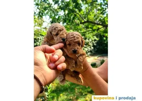 Toy i mini Pudle štenci na prodaju - 2/8