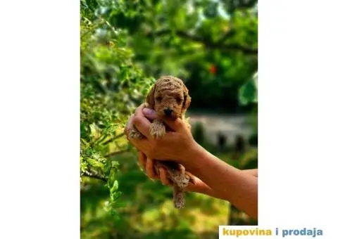 Toy i mini Pudle štenci na prodaju - 3/8