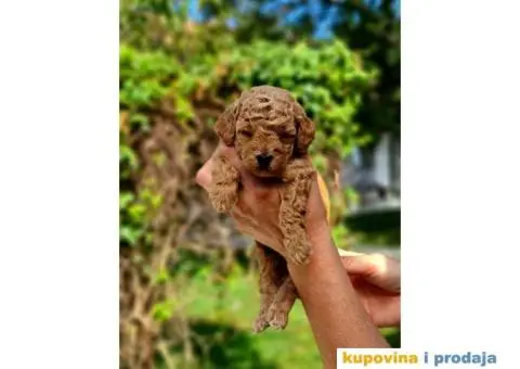 Toy i mini Pudle štenci na prodaju - 4/8