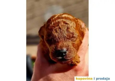 Toy i mini Pudle štenci na prodaju - 5/8