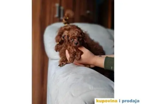 Toy i mini Pudle štenci na prodaju - 6/8