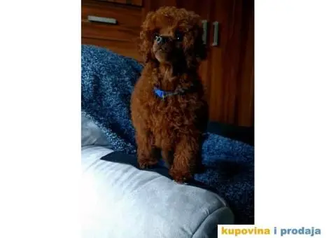 Toy i mini Pudle štenci na prodaju - 7/8