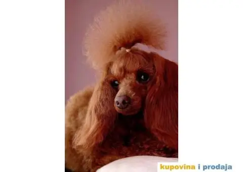 Toy i mini Pudle štenci na prodaju - 8/8