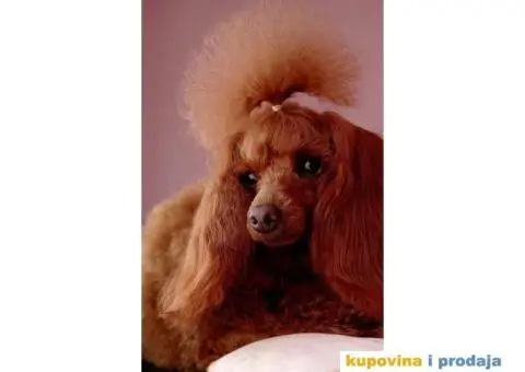 Pudla crvena TOY MUZIJAK dostupan za parenje - 1/4