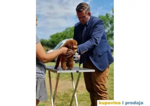 Pudla crvena TOY MUZIJAK dostupan za parenje - 2/4