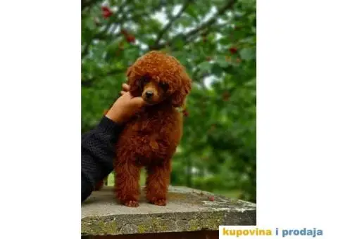 Pudla crvena TOY MUZIJAK dostupan za parenje - 3/4