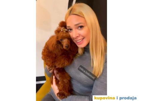 Pudla crvena TOY MUZIJAK dostupan za parenje - 4/4