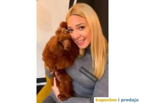 Pudla crvena TOY MUZIJAK dostupan za parenje - 4/4