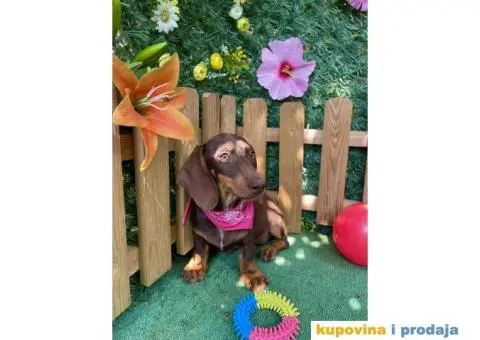 Patuljasti Jazavičar egzotične boje - 9/10