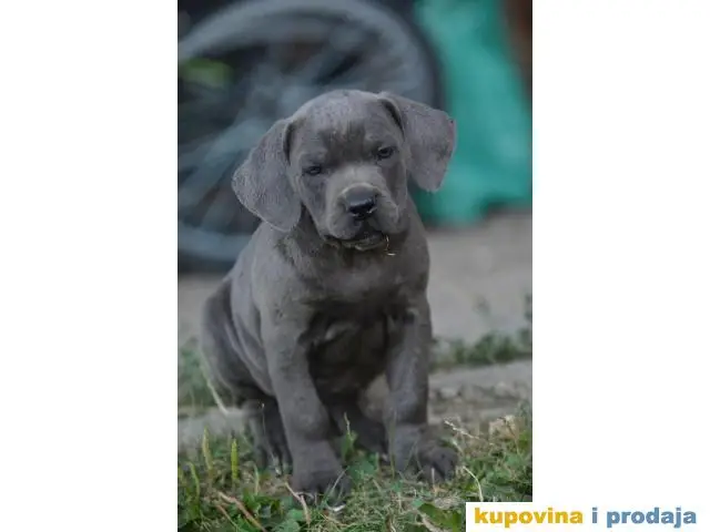 Cane Corso Kane Korso - 1