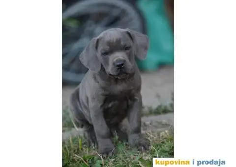 Cane Corso Kane Korso - 1/15