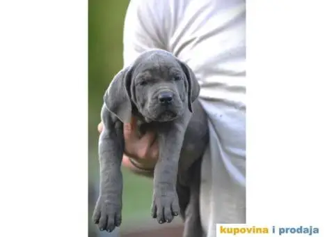 Cane Corso Kane Korso - 2/15