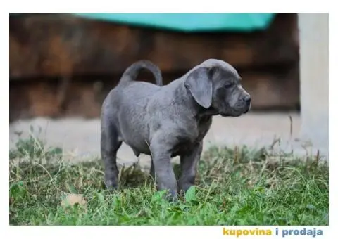 Cane Corso Kane Korso - 3/15