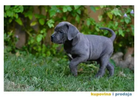 Cane Corso Kane Korso - 4/15