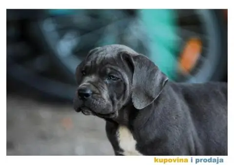 Cane Corso Kane Korso - 5/15