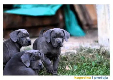 Cane Corso Kane Korso - 6/15