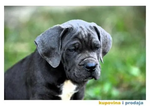 Cane Corso Kane Korso - 7/15