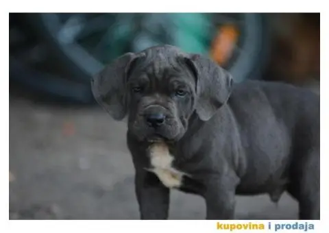 Cane Corso Kane Korso - 8/15