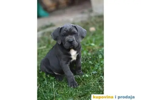 Cane Corso Kane Korso - 9/15