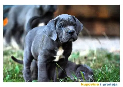Cane Corso Kane Korso - 10/15