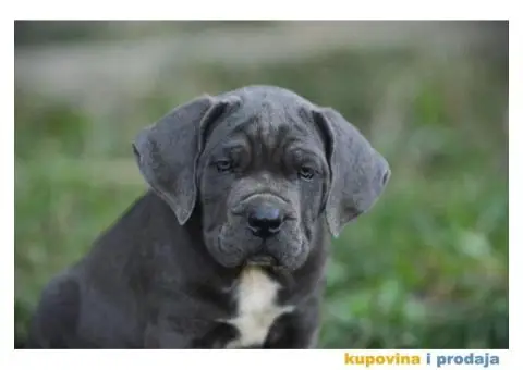 Cane Corso Kane Korso - 11/15