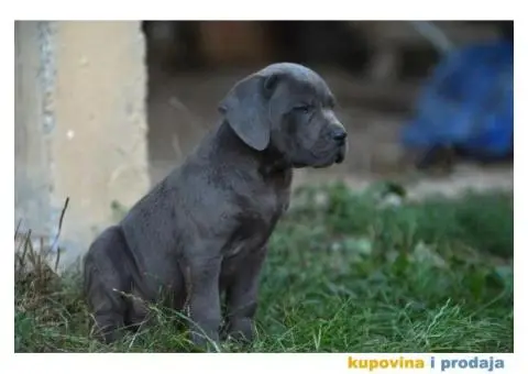 Cane Corso Kane Korso - 12/15