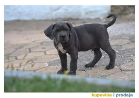 Cane Corso Kane Korso - 13/15