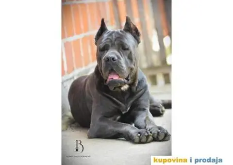Cane Corso Kane Korso - 14/15