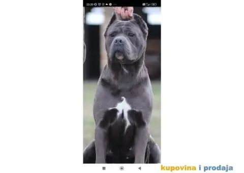Cane Corso Kane Korso - 15/15