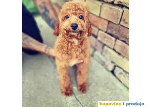 Crvene patuljaste PUDLE u ponudi zenke - 1/3