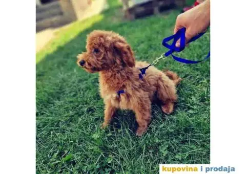 Crvene patuljaste PUDLE u ponudi zenke - 2/3